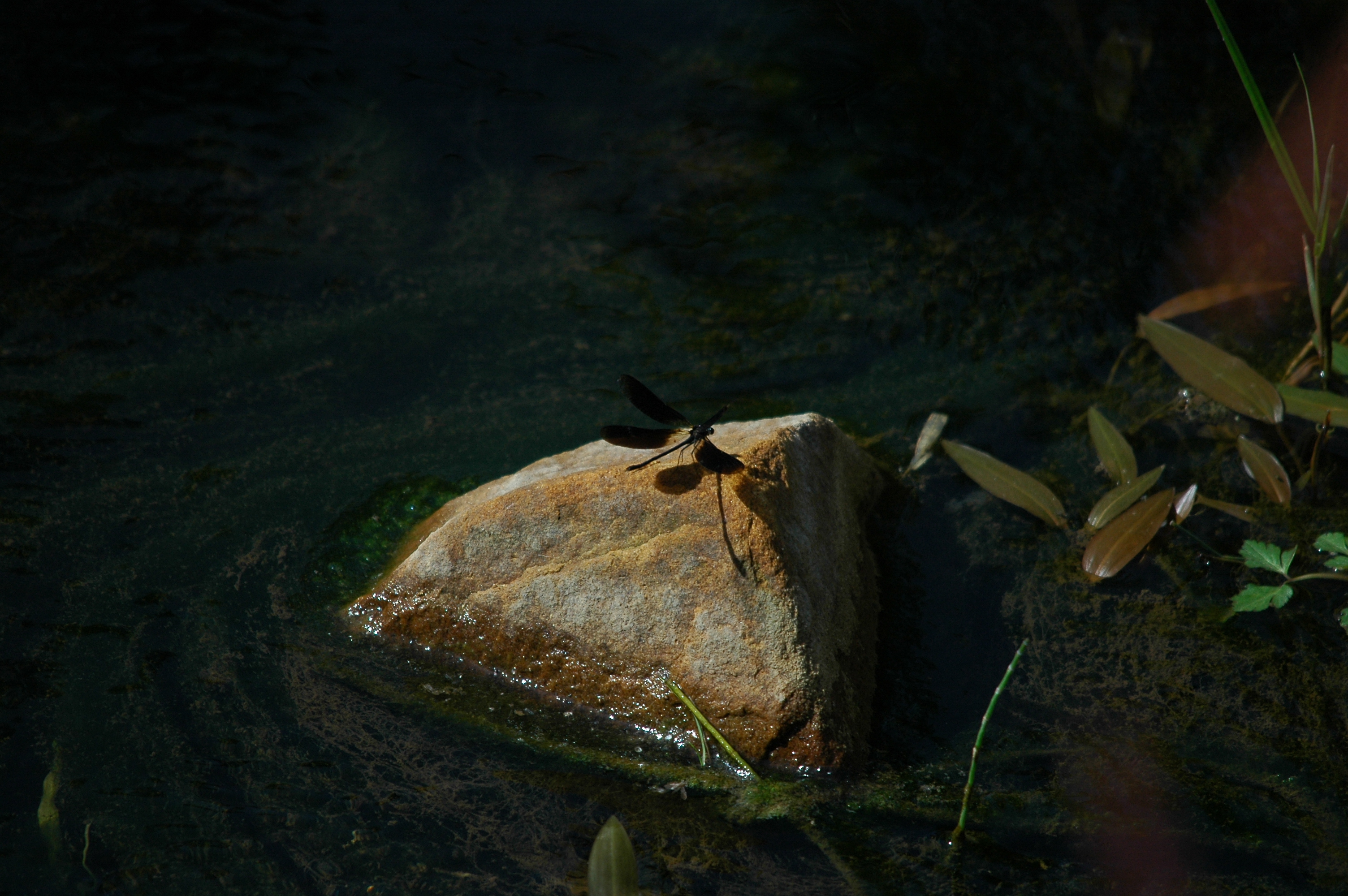 photos/wildlife/Invertebrate_Species/Dragonflies/Copper Demoiselle/dsc_0786.jpg